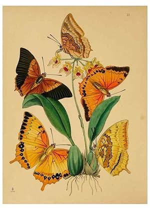Seller image for Reproduccin/Reproduction 5974843654: The cabinet of oriental entomology London :William Smith, 113 Fleet Street,[1848] for sale by EL BOLETIN