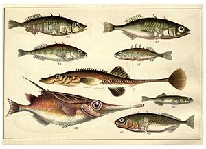 Imagen del vendedor de Reproduccin/Reproduction 5984485445: Our countrys fishes and how to know them London :Simpkin, Hamilton, Kent & Co.,[1902] a la venta por EL BOLETIN