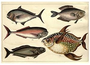 Imagen del vendedor de Reproduccin/Reproduction 5984483583: Our countrys fishes and how to know them London :Simpkin, Hamilton, Kent & Co.,[1902] a la venta por EL BOLETIN