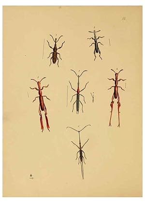 Image du vendeur pour Reproduccin/Reproduction 5974845584: The cabinet of oriental entomology London :William Smith, 113 Fleet Street,[1848] mis en vente par EL BOLETIN