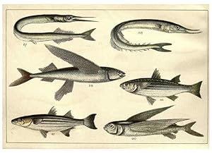 Imagen del vendedor de Reproduccin/Reproduction 5984485199: Our countrys fishes and how to know them London :Simpkin, Hamilton, Kent & Co.,[1902] a la venta por EL BOLETIN