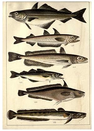 Imagen del vendedor de Reproduccin/Reproduction 5984486585: Our countrys fishes and how to know them London :Simpkin, Hamilton, Kent & Co.,[1902] a la venta por EL BOLETIN