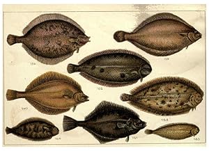 Imagen del vendedor de Reproduccin/Reproduction 5984487515: Our countrys fishes and how to know them London :Simpkin, Hamilton, Kent & Co.,[1902] a la venta por EL BOLETIN