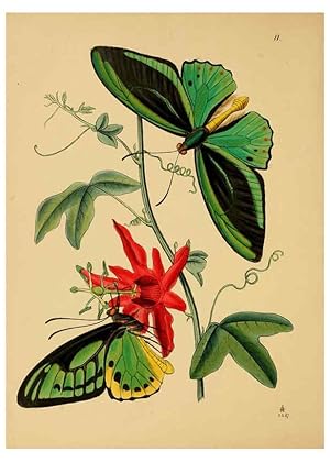 Image du vendeur pour Reproduccin/Reproduction 5974847124: The cabinet of oriental entomology London :William Smith, 113 Fleet Street,[1848] mis en vente par EL BOLETIN