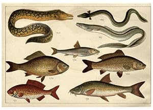 Imagen del vendedor de Reproduccin/Reproduction 5985051626: Our countrys fishes and how to know them London :Simpkin, Hamilton, Kent & Co.,[1902] a la venta por EL BOLETIN