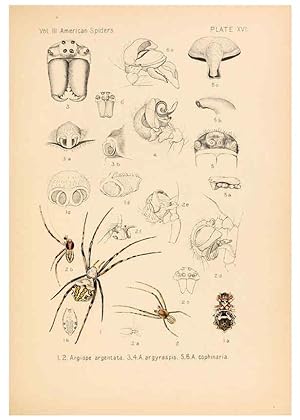 Bild des Verkufers fr Reproduccin/Reproduction 5985263582: American spiders and their spinningwork. V.3 Academy of natural sciences of Philadelphia,1889-93 zum Verkauf von EL BOLETIN