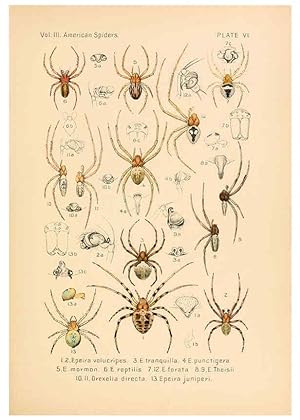 Bild des Verkufers fr Reproduccin/Reproduction 5985252992: American spiders and their spinningwork. V.3 Academy of natural sciences of Philadelphia,1889-93 zum Verkauf von EL BOLETIN
