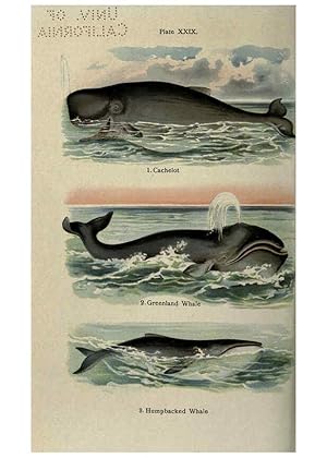 Imagen del vendedor de Reproduccin/Reproduction 5984804935: The handy natural history Boston,R.G. Badger, The Gorham press,1910 a la venta por EL BOLETIN