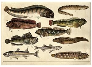 Imagen del vendedor de Reproduccin/Reproduction 5984484943: Our countrys fishes and how to know them London :Simpkin, Hamilton, Kent & Co.,[1902] a la venta por EL BOLETIN