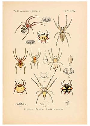 Imagen del vendedor de Reproduccin/Reproduction 5984699451: American spiders and their spinningwork. V.3 Academy of natural sciences of Philadelphia,1889-93 a la venta por EL BOLETIN