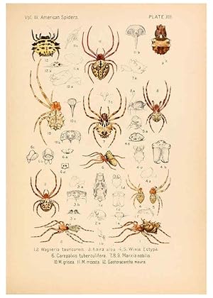 Imagen del vendedor de Reproduccin/Reproduction 5985262438: American spiders and their spinningwork. V.3 Academy of natural sciences of Philadelphia,1889-93 a la venta por EL BOLETIN