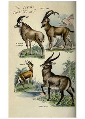 Imagen del vendedor de Reproduccin/Reproduction 5985366162: The handy natural history Boston,R.G. Badger, The Gorham press,1910 a la venta por EL BOLETIN