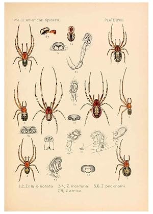 Bild des Verkufers fr Reproduccin/Reproduction 5985264126: American spiders and their spinningwork. V.3 Academy of natural sciences of Philadelphia,1889-93 zum Verkauf von EL BOLETIN