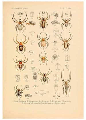 Bild des Verkufers fr Reproduccin/Reproduction 5984701223: American spiders and their spinningwork. V.3 Academy of natural sciences of Philadelphia,1889-93 zum Verkauf von EL BOLETIN