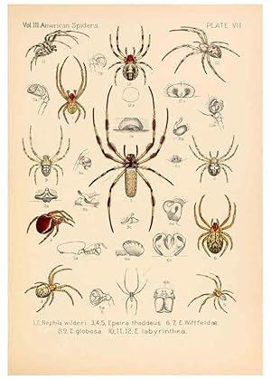 Seller image for Reproduccin/Reproduction 5984689969: American spiders and their spinningwork. V.3 Academy of natural sciences of Philadelphia,1889-93 for sale by EL BOLETIN