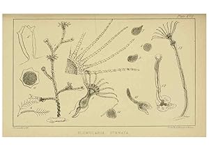 Imagen del vendedor de Reproduccin/Reproduction 5981276566: A naturalists rambles on the Devonshire coast London :John Van Voorst,1853 a la venta por EL BOLETIN