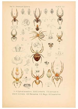 Imagen del vendedor de Reproduccin/Reproduction 5985253666: American spiders and their spinningwork. V.3 Academy of natural sciences of Philadelphia,1889-93 a la venta por EL BOLETIN