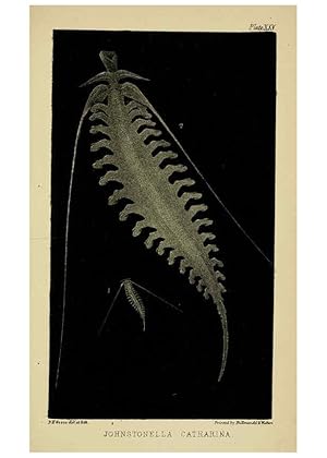 Imagen del vendedor de Reproduccin/Reproduction 5980719239: A naturalists rambles on the Devonshire coast London :John Van Voorst,1853 a la venta por EL BOLETIN