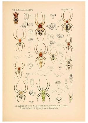 Seller image for Reproduccin/Reproduction 5985263824: American spiders and their spinningwork. V.3 Academy of natural sciences of Philadelphia,1889-93 for sale by EL BOLETIN