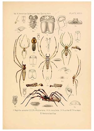 Bild des Verkufers fr Reproduccin/Reproduction 5985265858: American spiders and their spinningwork. V.3 Academy of natural sciences of Philadelphia,1889-93 zum Verkauf von EL BOLETIN