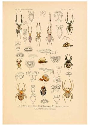 Imagen del vendedor de Reproduccin/Reproduction 5985266984: American spiders and their spinningwork. V.3 Academy of natural sciences of Philadelphia,1889-93 a la venta por EL BOLETIN