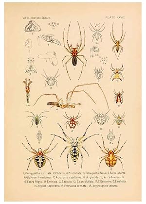 Bild des Verkufers fr Reproduccin/Reproduction 5984703729: American spiders and their spinningwork. V.3 Academy of natural sciences of Philadelphia,1889-93 zum Verkauf von EL BOLETIN