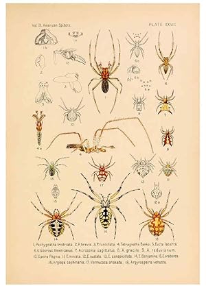 Imagen del vendedor de Reproduccin/Reproduction 5984703729: American spiders and their spinningwork. V.3 Academy of natural sciences of Philadelphia,1889-93 a la venta por EL BOLETIN