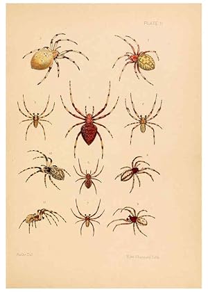 Bild des Verkufers fr Reproduccin/Reproduction 5985251878: American spiders and their spinningwork. V.3 Academy of natural sciences of Philadelphia,1889-93 zum Verkauf von EL BOLETIN
