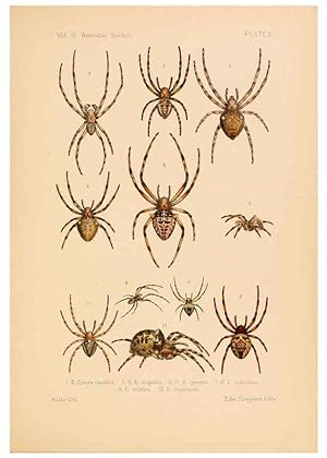 Imagen del vendedor de Reproduccin/Reproduction 5984690901: American spiders and their spinningwork. V.3 Academy of natural sciences of Philadelphia,1889-93 a la venta por EL BOLETIN