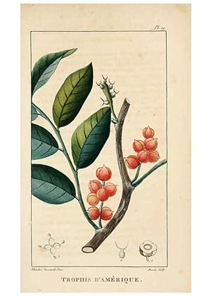Bild des Verkufers fr Reproduccin/Reproduction 6004847359: Flore pittoresque et me?dicale des Antilles v.1 Paris Pichard,1821-1829 zum Verkauf von EL BOLETIN