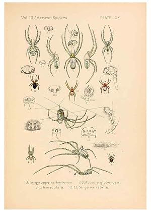 Seller image for Reproduccin/Reproduction 5985264990: American spiders and their spinningwork. V.3 Academy of natural sciences of Philadelphia,1889-93 for sale by EL BOLETIN