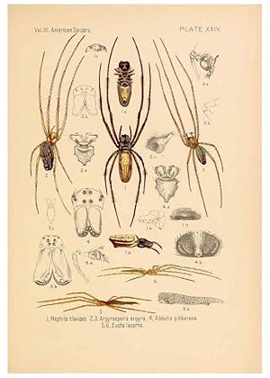 Seller image for Reproduccin/Reproduction 5984702683: American spiders and their spinningwork. V.3 Academy of natural sciences of Philadelphia,1889-93 for sale by EL BOLETIN