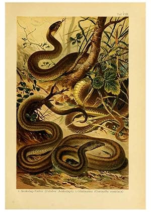 Image du vendeur pour Reproduccin/Reproduction 5981667497: Deutschlands Amphibien und Reptilien Magdeburg,Creutzsche Verlagsbuchhandlung,1897 mis en vente par EL BOLETIN