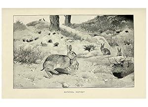 Imagen del vendedor de Reproduccin/Reproduction 5982276256: The rabbit London,Longmans,1898 a la venta por EL BOLETIN