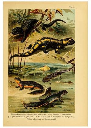 Image du vendeur pour Reproduccin/Reproduction 5981666559: Deutschlands Amphibien und Reptilien Magdeburg,Creutzsche Verlagsbuchhandlung,1897 mis en vente par EL BOLETIN