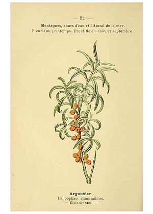 Image du vendeur pour Reproduccin/Reproduction 6022587532: Atlas de poche des plantes des champs, des prairies et des bois Paris :P. Klincksieck,[1894] mis en vente par EL BOLETIN