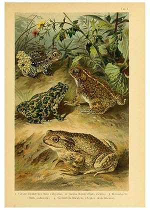 Image du vendeur pour Reproduccin/Reproduction 5981665253: Deutschlands Amphibien und Reptilien Magdeburg,Creutzsche Verlagsbuchhandlung,1897 mis en vente par EL BOLETIN
