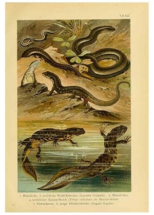 Image du vendeur pour Reproduccin/Reproduction 5981669433: Deutschlands Amphibien und Reptilien Magdeburg,Creutzsche Verlagsbuchhandlung,1897 mis en vente par EL BOLETIN