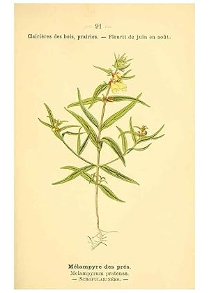 Image du vendeur pour Reproduccin/Reproduction 6022587268: Atlas de poche des plantes des champs, des prairies et des bois Paris :P. Klincksieck,[1894] mis en vente par EL BOLETIN