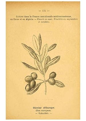 Image du vendeur pour Reproduccin/Reproduction 6022044801: Atlas de poche des plantes des champs, des prairies et des bois Paris :P. Klincksieck,[1894] mis en vente par EL BOLETIN