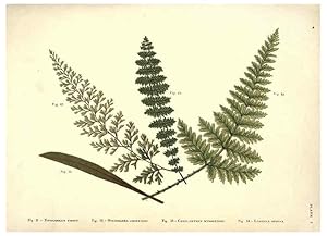 Image du vendeur pour Reproduccin/Reproduction 6025229095: Album of Indian ferns London :W. Day, 1887 mis en vente par EL BOLETIN