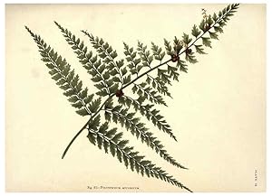 Image du vendeur pour Reproduccin/Reproduction 6025784796: Album of Indian ferns London :W. Day, 1887 mis en vente par EL BOLETIN