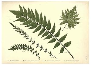 Image du vendeur pour Reproduccin/Reproduction 6025783978: Album of Indian ferns London :W. Day, 1887 mis en vente par EL BOLETIN