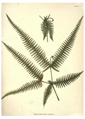 Image du vendeur pour Reproduccin/Reproduction 6025228661: Album of Indian ferns London :W. Day, 1887 mis en vente par EL BOLETIN