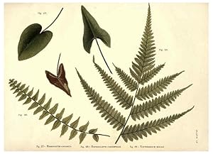 Image du vendeur pour Reproduccin/Reproduction 6025785252: Album of Indian ferns London :W. Day, 1887 mis en vente par EL BOLETIN