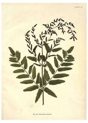 Image du vendeur pour Reproduccin/Reproduction 6025785452: Album of Indian ferns London :W. Day, 1887 mis en vente par EL BOLETIN
