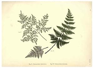 Image du vendeur pour Reproduccin/Reproduction 6025228927: Album of Indian ferns London :W. Day, 1887 mis en vente par EL BOLETIN