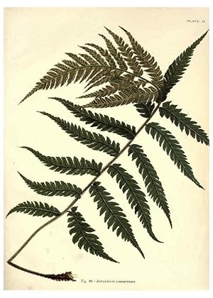 Image du vendeur pour Reproduccin/Reproduction 6025784986: Album of Indian ferns London :W. Day, 1887 mis en vente par EL BOLETIN