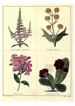 Image du vendeur pour Reproduccin/Reproduction 6029039940: The botanic garden London :Simpkin & Marshall,1825- mis en vente par EL BOLETIN