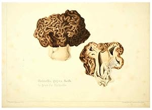 Seller image for Reproduccin/Reproduction 6029060500: Les champignons comestibles du Canton de Neucha^tel Neucha^tel :Socie?te? neuchateloise dutilite? publique,1861-1869 for sale by EL BOLETIN